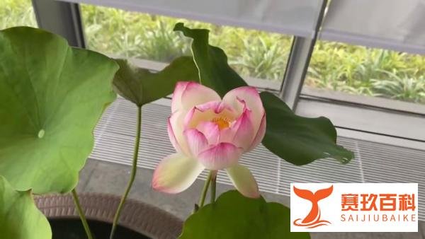 杭州千年古莲再次开花