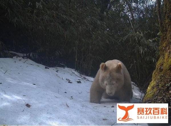 全球首只白色大熊猫最新研究成果公布