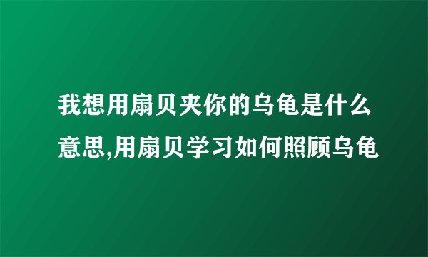 我想用扇贝夹你的乌龟是什么意思,用扇贝学习如何照顾乌龟