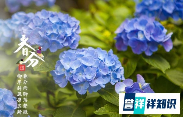 今日迎来“春分”节气,“春分到,蛋儿俏”指啥,为何要送春牛!