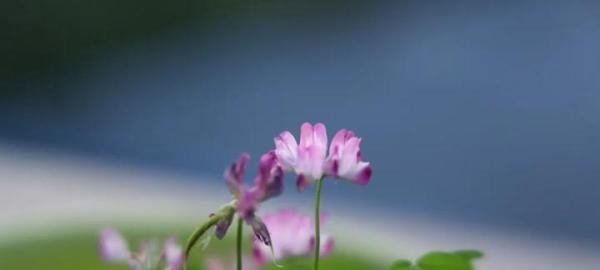 男人心里通常只住着一个女人？“一生一代一双人”，也是骗人的？