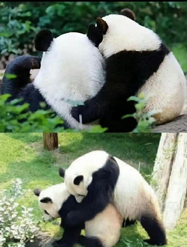 丫丫、乐乐我们回家了！！！