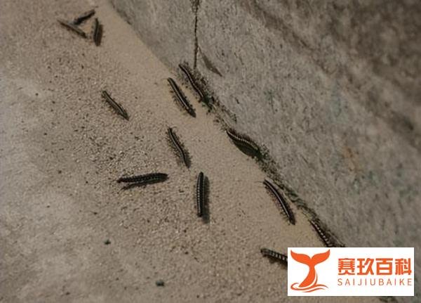 成都升温千足虫满街爬，它们是想干什么？人类如何应对它们？