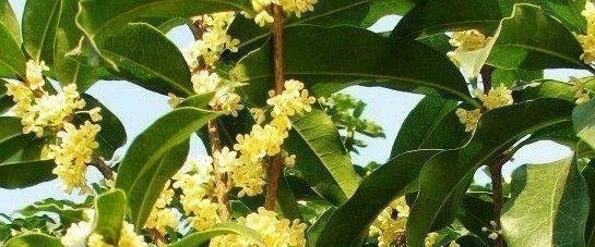 桂花太香了怎么改夸张句