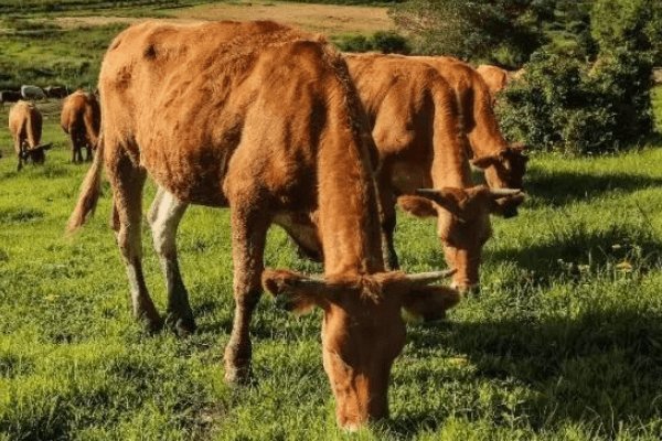 猜上粱不正下梁歪的打一生肖