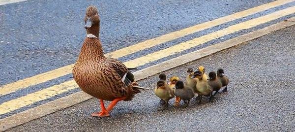 美国加州男子下车帮鸭子过马路，被汽车撞飞身亡，肇事者尚未成年