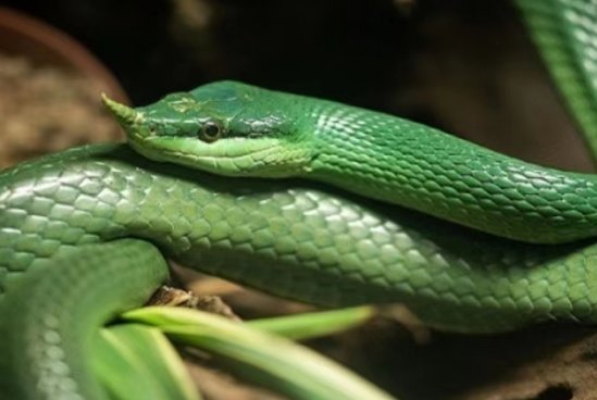 自相惊扰是什么生肖？