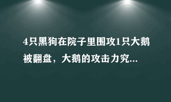 4只黑狗在院子里围攻1只大鹅被翻盘，大鹅的攻击力究竟有多强？