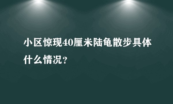 小区惊现40厘米陆龟散步具体什么情况？