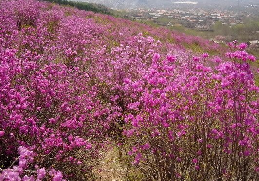 黑龙江省各个市的市花都是什么啊？