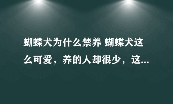 蝴蝶犬为什么禁养 蝴蝶犬这么可爱,养的人却很少,这六个原因告诉你