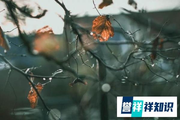 经典诗词丨对潇潇暮雨洒江天，一番洗清秋
