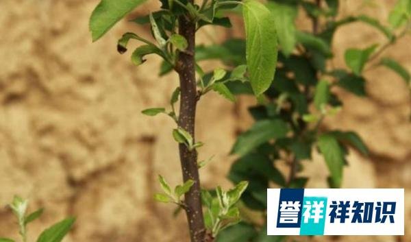 “早春苹果挨一刀”的作用是啥？“挨刀”时间如何把控？如何操作