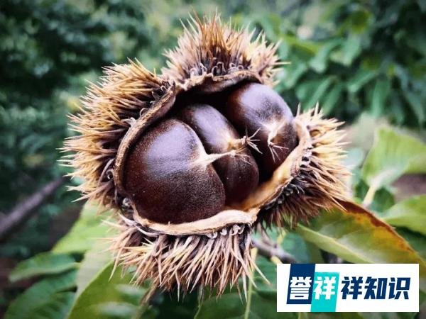 男子在丛林中发现一堆板栗 这是咋情况？