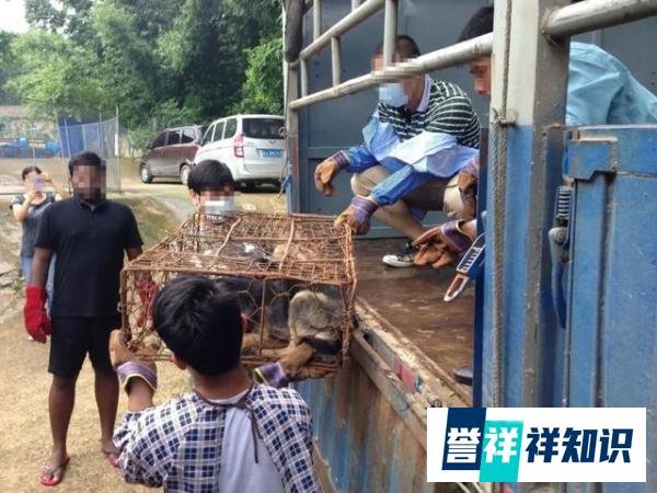 6月21日广西玉林狗肉节如期举行？国际动保组织救出10只小狗