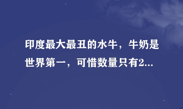 印度最大最丑的水牛，牛奶是世界第一，可惜数量只有2万5，喝不起