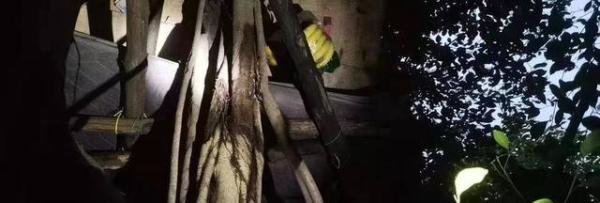 两男孩离家出走树上待了两天两夜 这是咋情况？