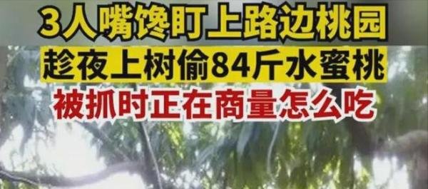 浙江嘉兴3人嘴馋上树偷摘84斤水蜜桃被拘 网友：以为自己是悟空啊