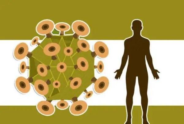 我国发现新型重组猪流感病毒：4种病毒性感冒，可没你想象中简单?