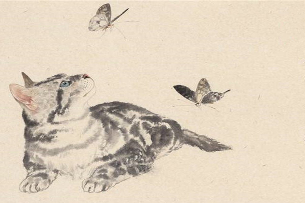 猫蝶的寓意什么