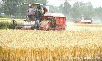 小麦发芽上百台收割机下不了高速农民和国家的损失谁来弥补？