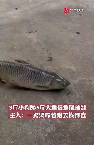 3斤小狗舔5斤大鱼被鱼尾抽翻 这是咋情况？