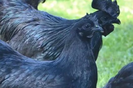 中国十大蛋鸡排行榜