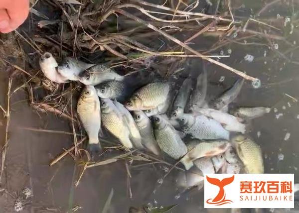 钓个鱼会损阴德减寿命，河北虐鱼钓友上热搜，素质碎了一地
