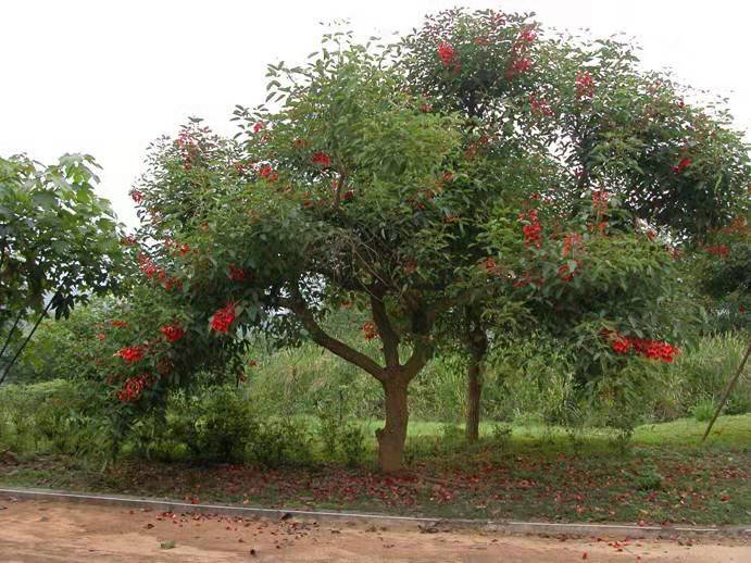 黑龙江省各个市的市花都是什么啊？